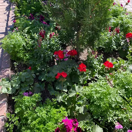 Les Des Lauriers Roses Privee Ile D Oleron *